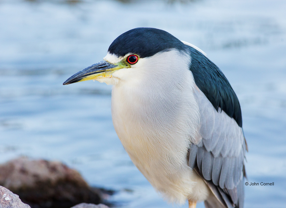 Animals in the Wild;Black crowned Night Heron;Black-crowned Night Heron;Heron;Nycticorax nycticorax;One;Photography;avifauna;bird;birds;close up;color;color image;color photograph;daytime;feather;feathered;feathers;one animal;outdoors;outside;perch;perching;untamed;watchful;watching;wild;wilderness